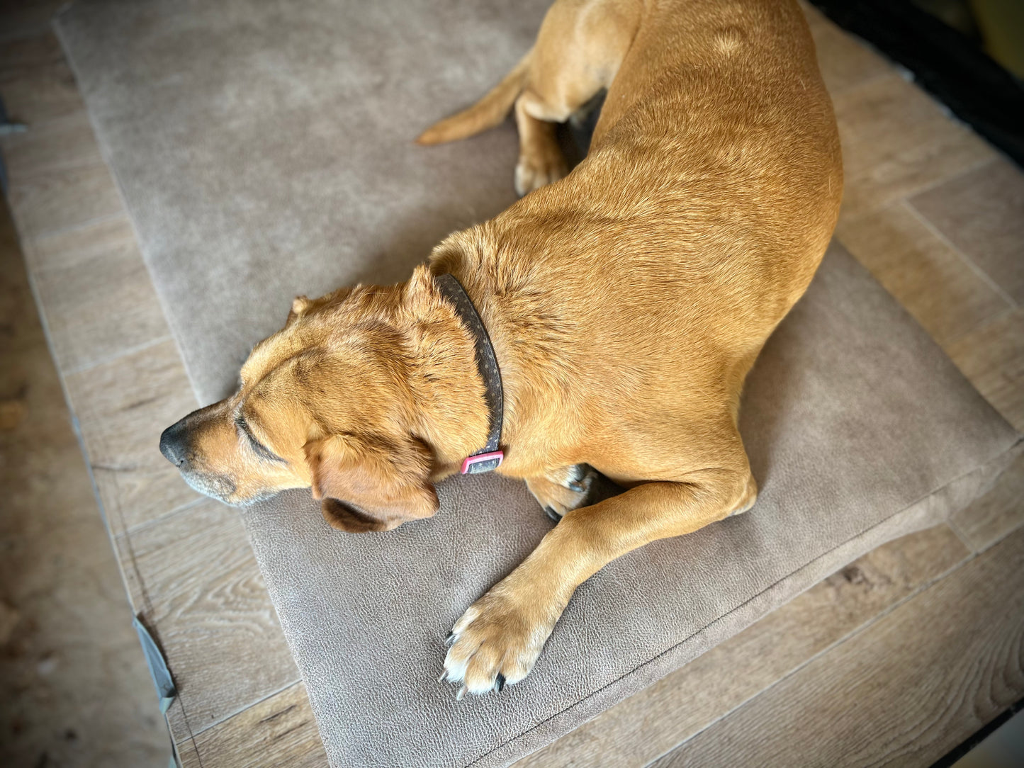 Tan lounge - Pet Bed