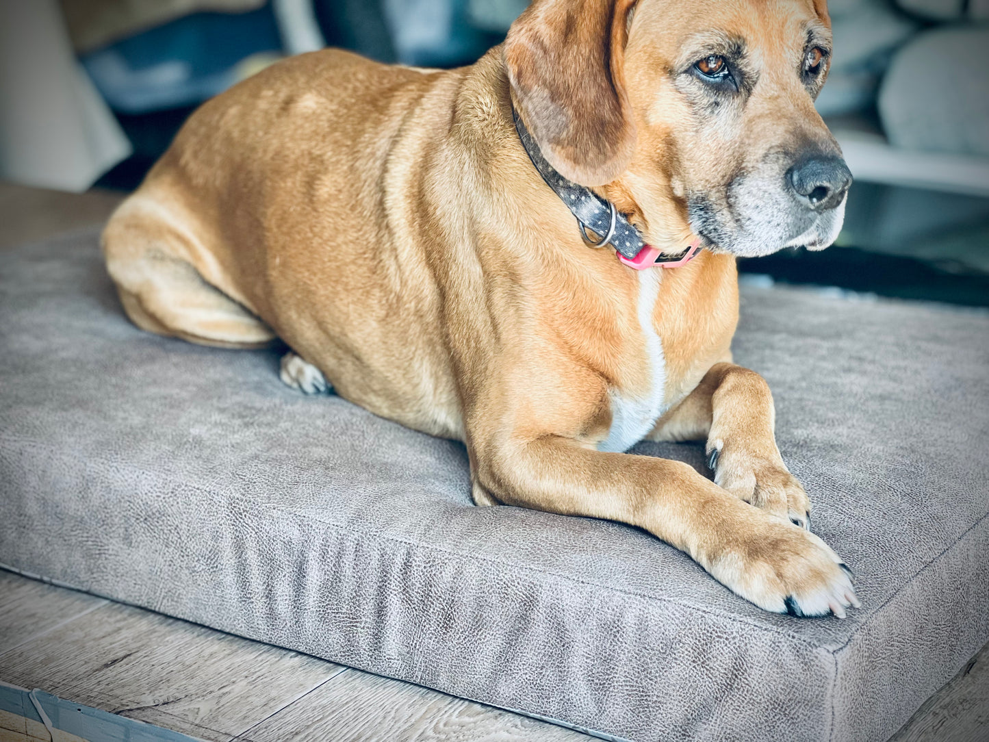 Tan lounge - Pet Bed