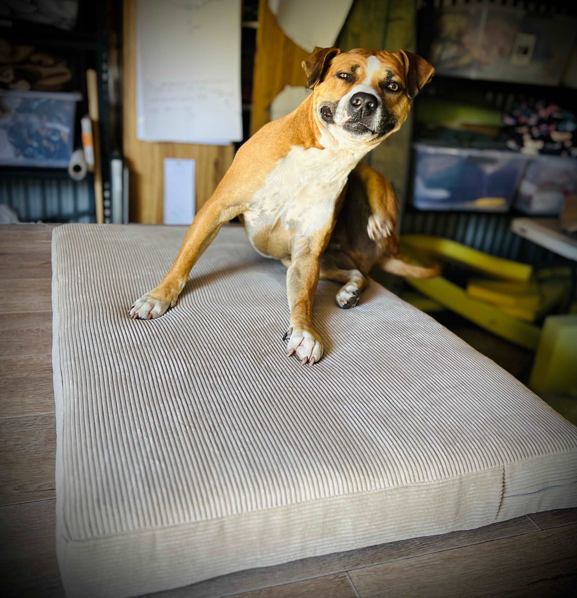 Pet beds - complete with removable cover!