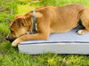 Pet beds - complete with removable cover! Yoga bolsters and Floor Cushions - Assassinsdesigns Grey Medium
